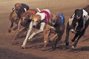 Florida Allows Miami Greyhound Track to Keep Slots and Card Rooms